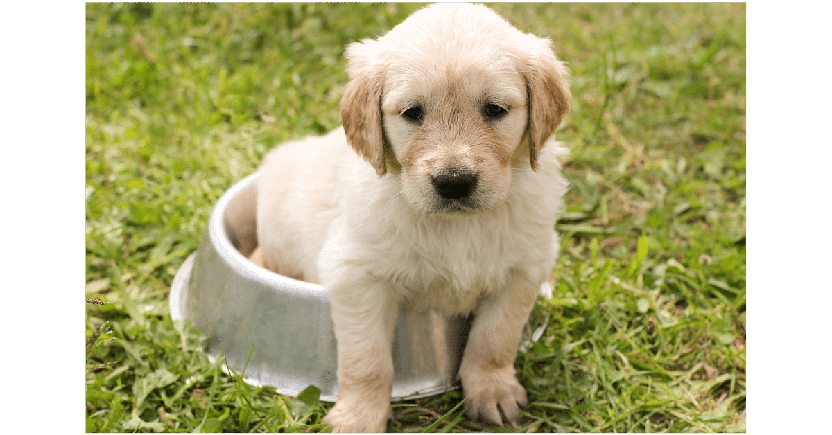 10 Things Every New Dog Owner Needs to Know