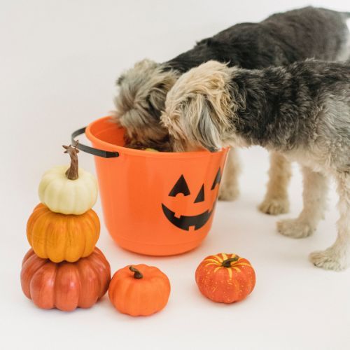 no candy for dogs