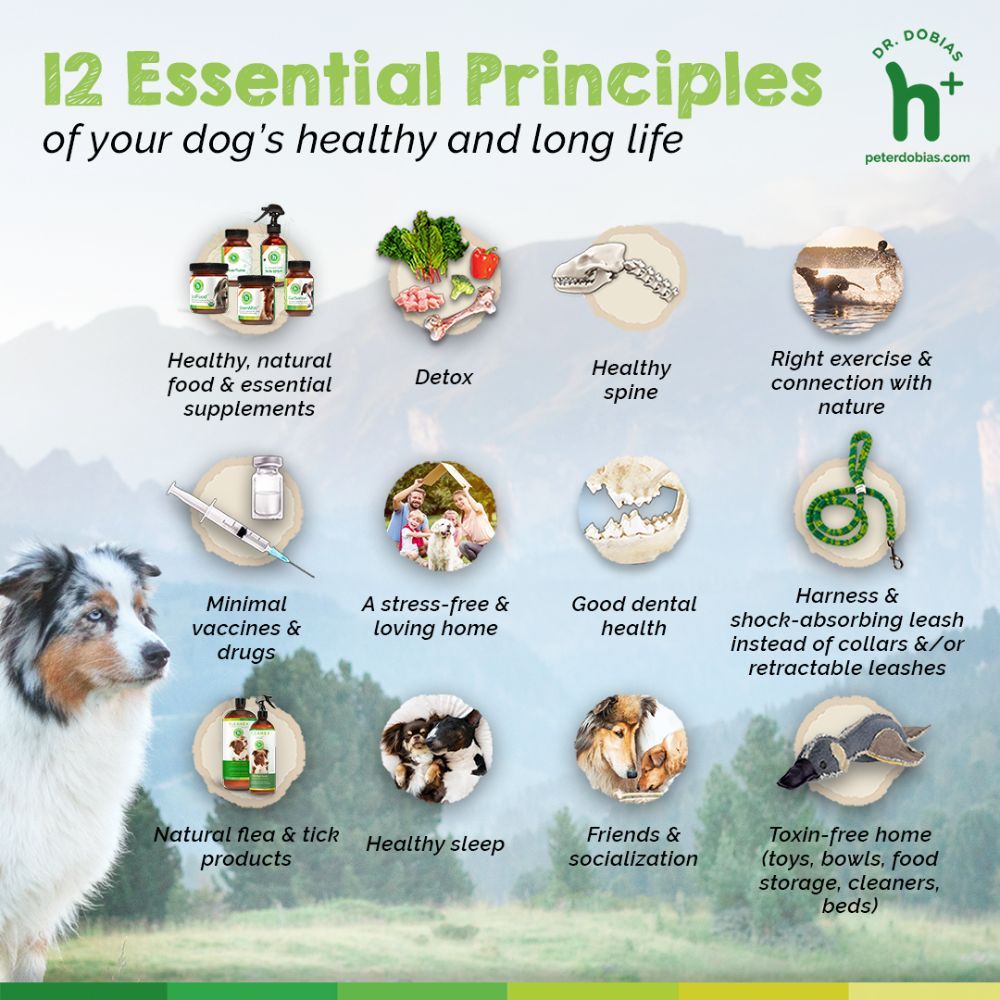 12 Essential Principles for your dog's healthy and long life