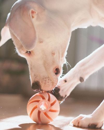 dog earns his treat - treat dispenser