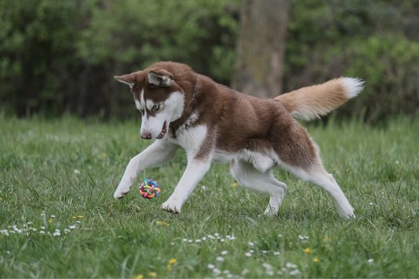 husky playing with ball