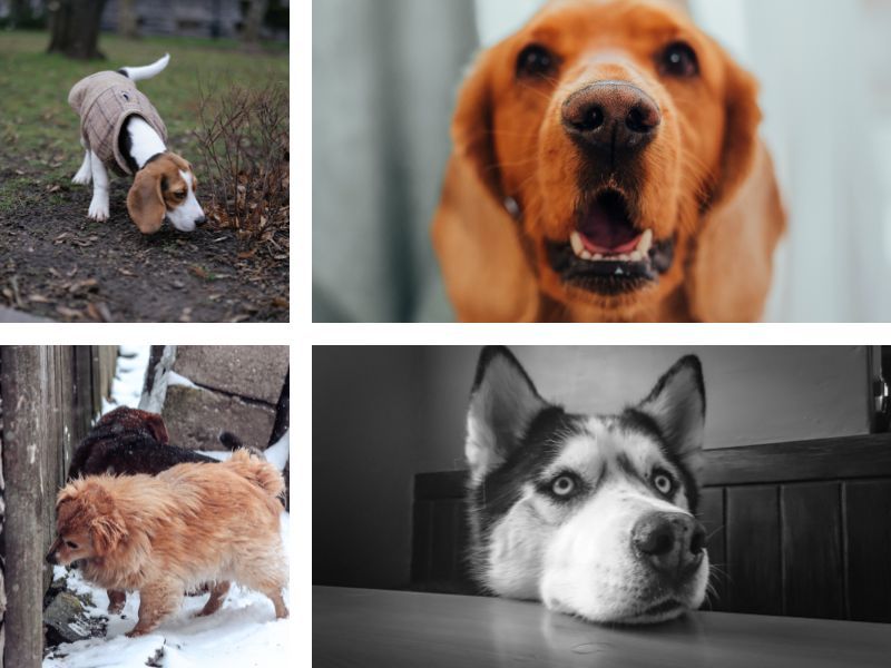 Beagle sniffing, dog sniffing fence post and dog nostrils