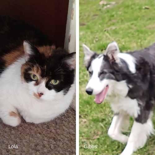 Lola the calico and Gibbs the Aussie are my inspiration