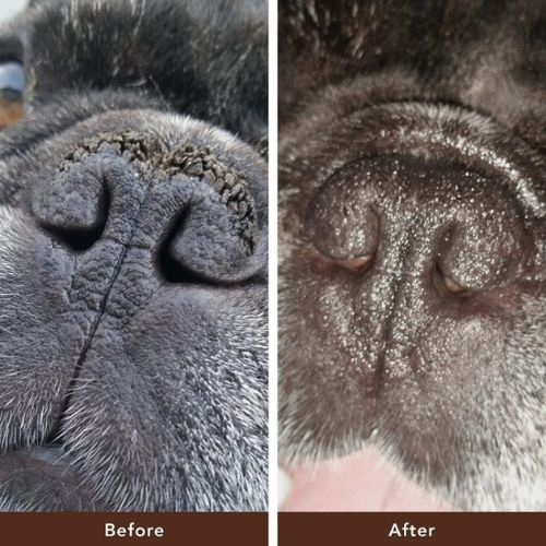 Dog nose balm before and after example