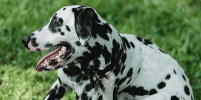 Best Omega-3 Supplement for Dogs - What You Need to Know