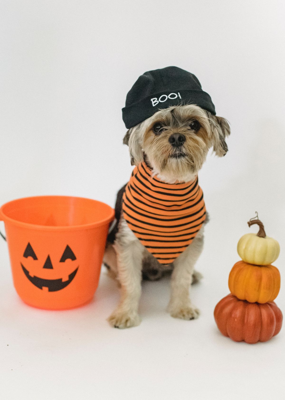 Keep your dog safe on Halloween