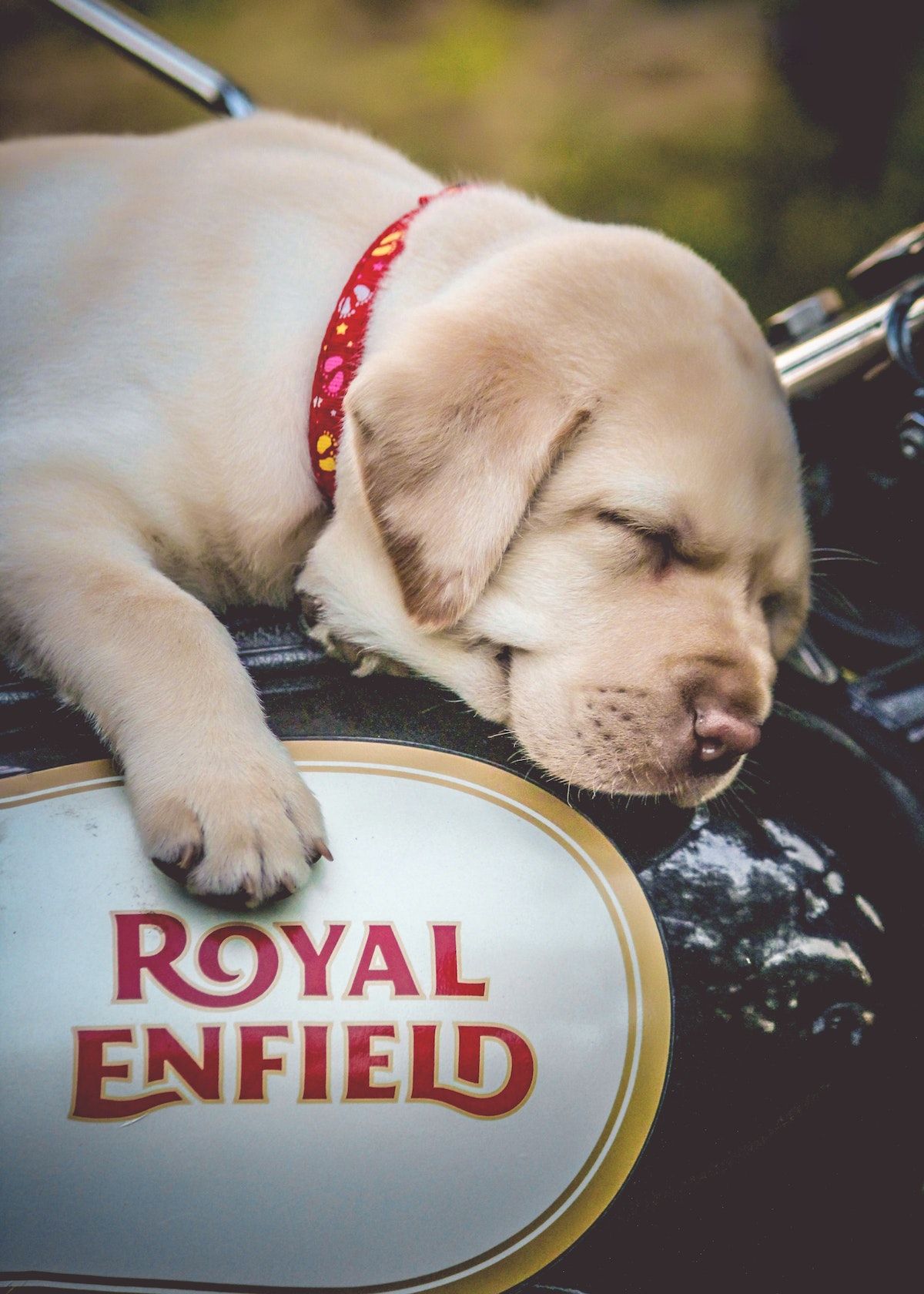 Prepare dog for safe motorcycle ride