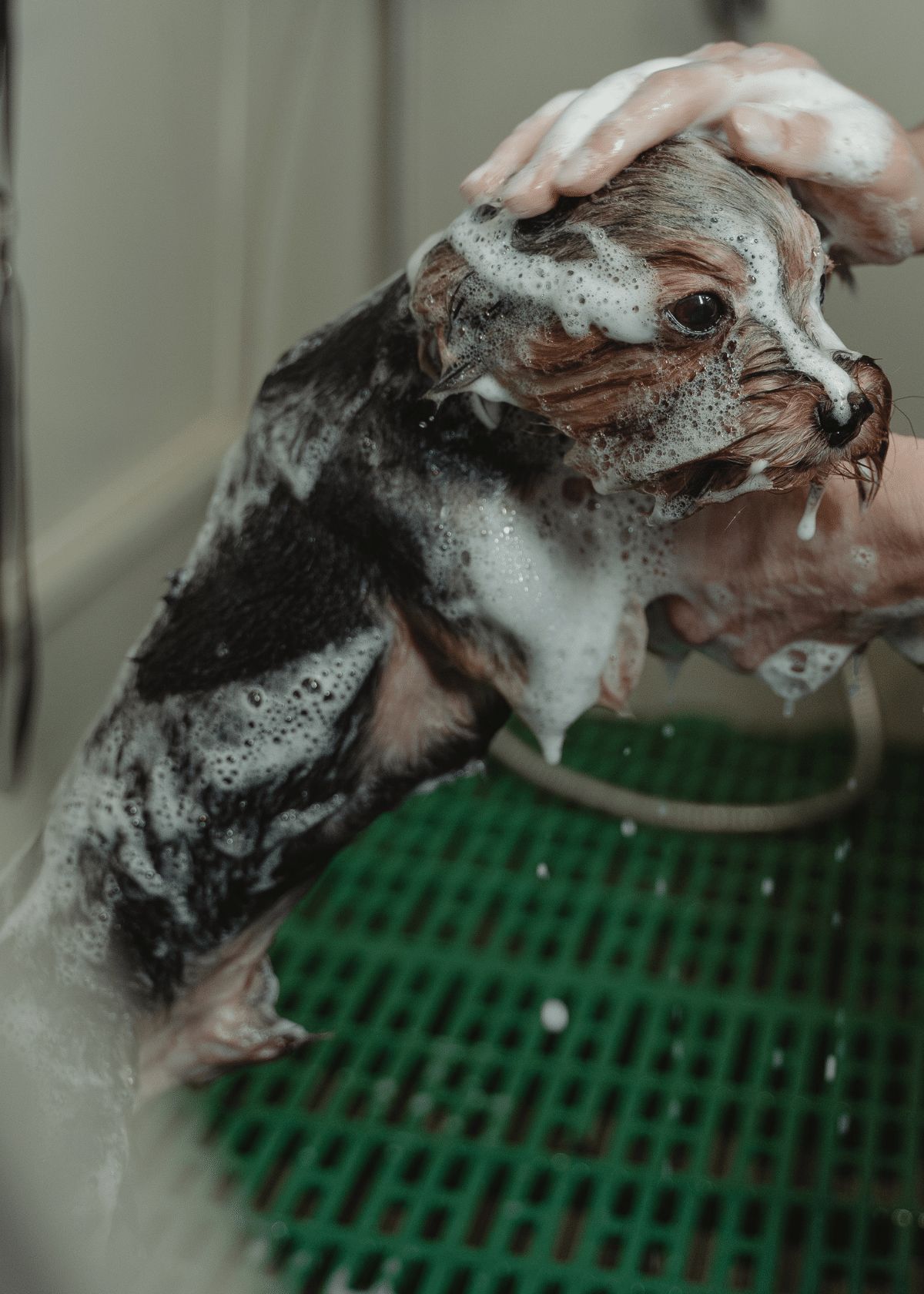 Dog Shampoo for Itchy Skin
