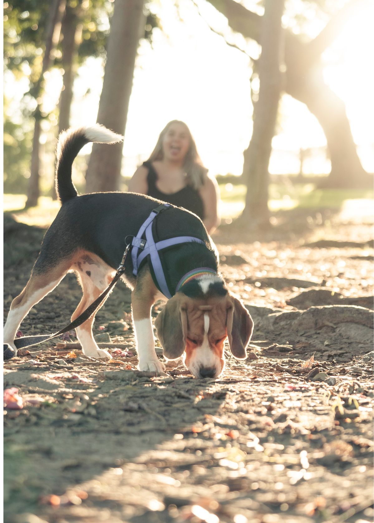 Beagle sniffing on a sniffari