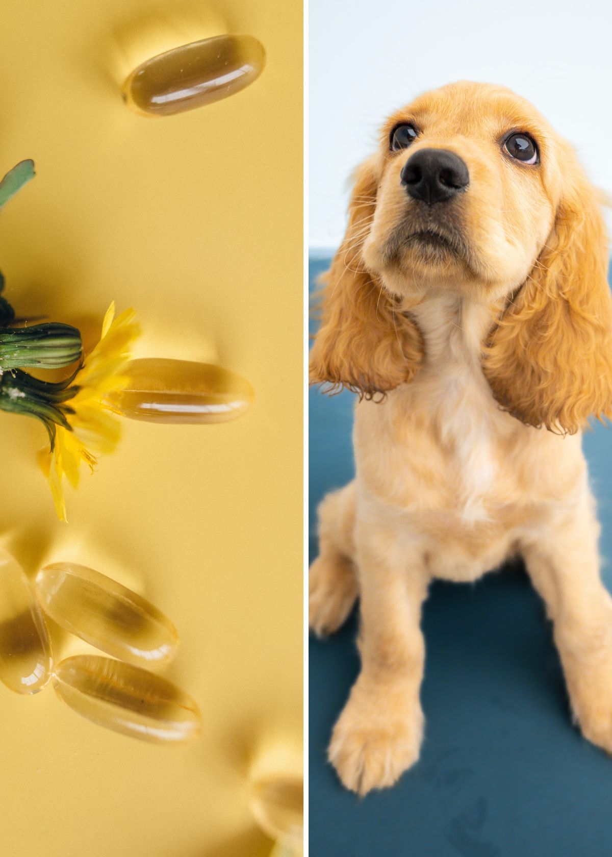 Best omega-3 supplement for dogs